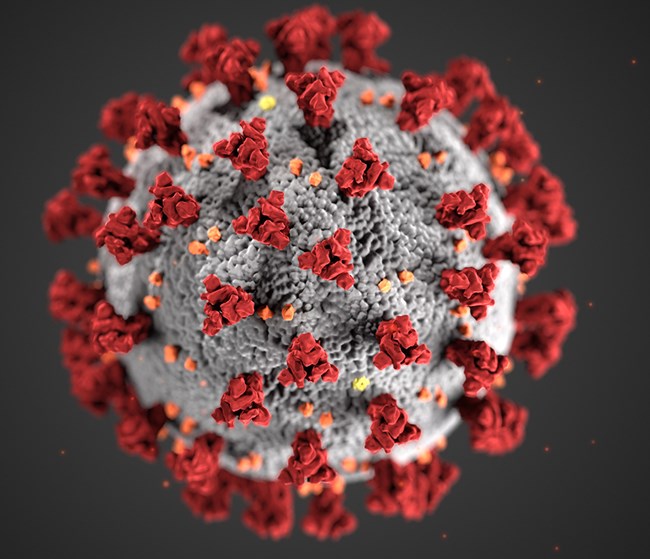 Coronavirus (Covid-19) Craze Sweeps the World